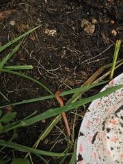 Arthurdendyus testaceus