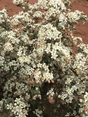 Commersonia craurophylla