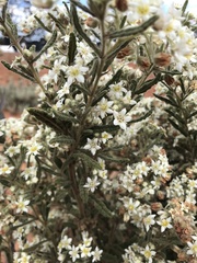 Commersonia craurophylla