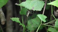 Chlorolestes tessellatus