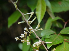 Elaeagnus latifolia