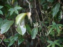 Elaeagnus latifolia