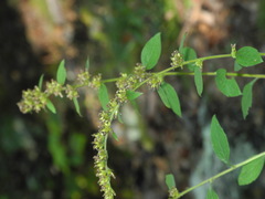Solidago sphacelata