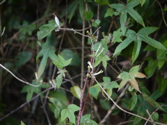 Elaeagnus latifolia