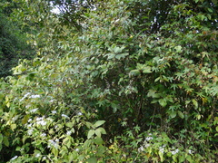 Elaeagnus latifolia