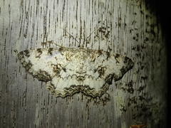 Hypomecis percnioides