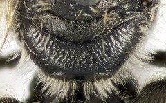 Lasioglossum algericolellum