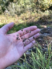 Allium allegheniense