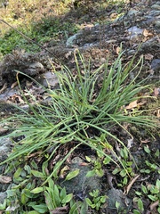 Allium allegheniense
