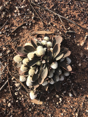 Ptilotus holosericeus