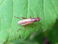 Sepedon spinipes