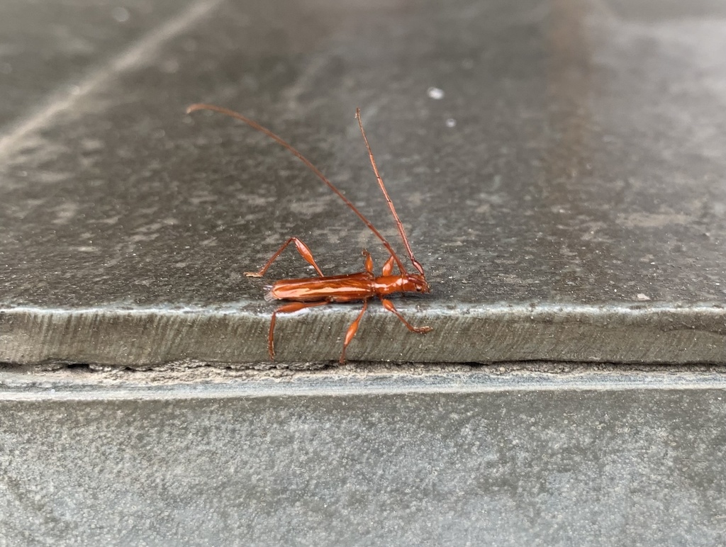 Chenoderus testaceus