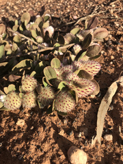 Ptilotus holosericeus