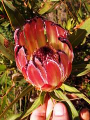 Protea burchellii