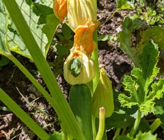 Hyla versicolor