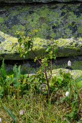 Betula pubescens pumila