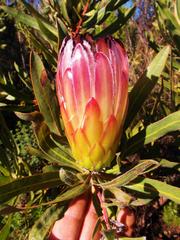 Protea burchellii