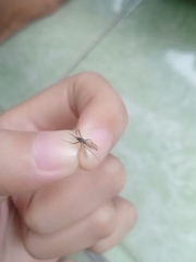 Aedes