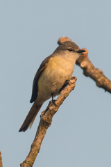 Pericrocotus cinnamomeus