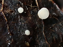 Hymenoscyphus immutabilis