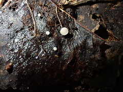 Hymenoscyphus immutabilis