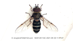 Betasyrphus serarius