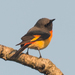Small Minivet - Photo (c) Vijay Anand Ismavel, some rights reserved (CC BY-NC-SA), uploaded by Dr. Vijay Anand Ismavel MS MCh