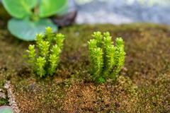 Huperzia appressa