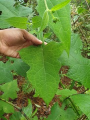Smallanthus oaxacanus