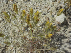 Cordylanthus ramosus