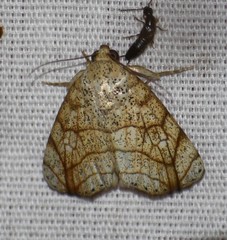 Bagisara tristicta