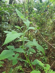 Smallanthus oaxacanus