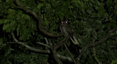 Nyctidromus albicollis