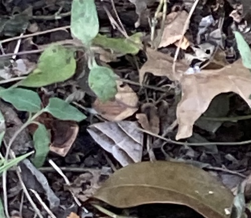 Black-tipped Ptichodis Moth photo 5