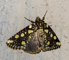 Gaurena florescens