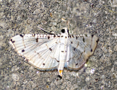 Pycnarmon