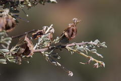 Wiborgia