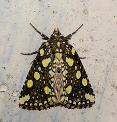 Gaurena florescens