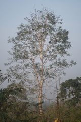 Adenanthera pavonina