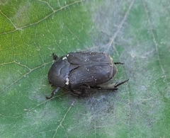 Protaetia morio