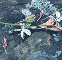 Chlorophytum crispum