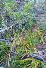 Chlorophytum crispum