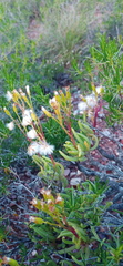 Senecio sarcoides