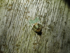 Stenoloba nigrabasalis