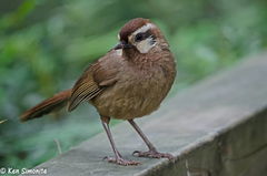 White-Browed Laughingthrush photo 3