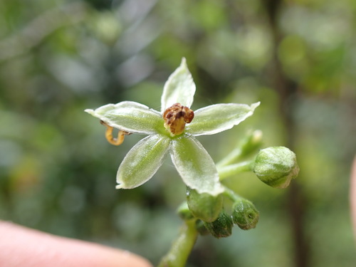 Solanum conicum