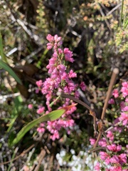 Erica brevifolia