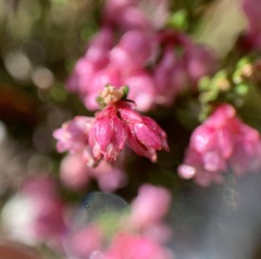 Erica brevifolia