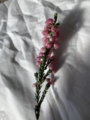 Erica brevifolia