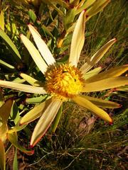 Leucadendron sessile